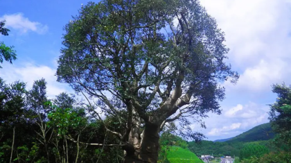 bigtree_011