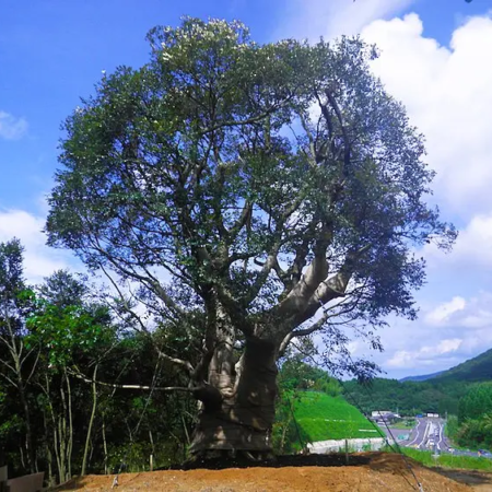 bigtree_011