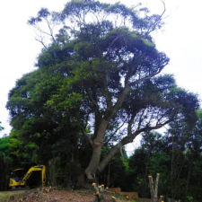 bigtree_041