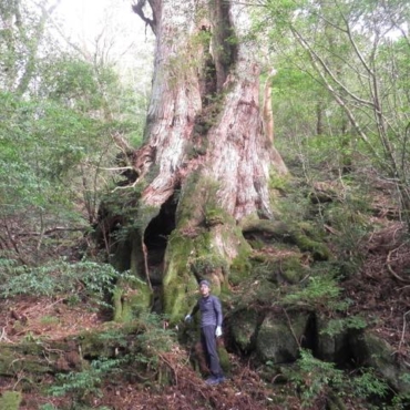 th_屋久島 大王杉：樹勢診断