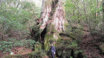 th_屋久島 大王杉：樹勢診断